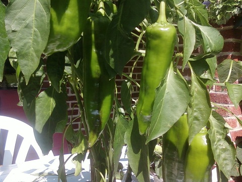 Piment 04092010.jpg