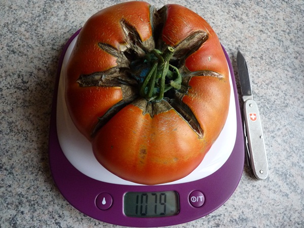 tomate supersteak
