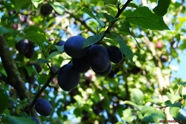 DSC_0006.jpg
