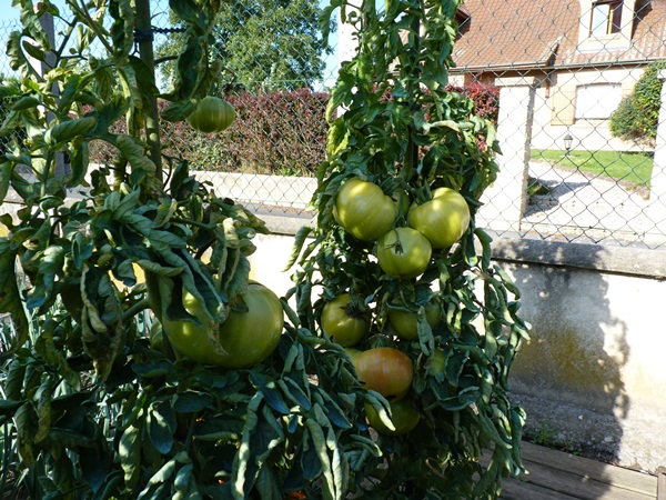plants de tomate "supersteak"