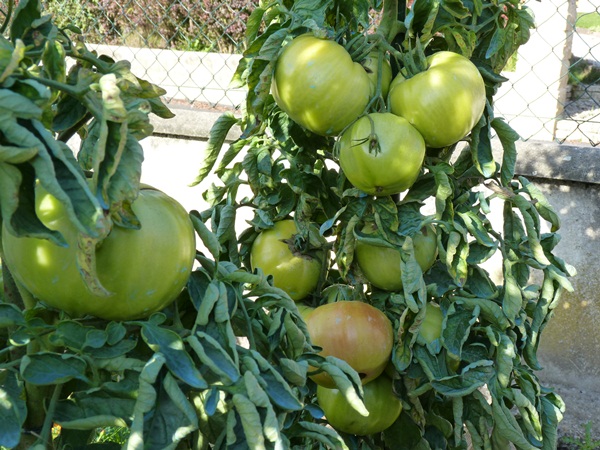 plants de tomate "supersteak"