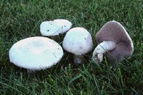 Agarics champetres.jpg