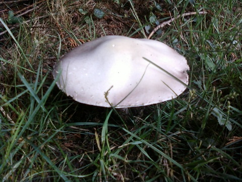 AGARIC AU JARDIN.jpg