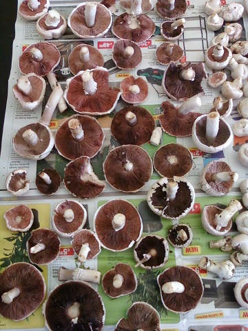 Récolte Agaric Champêtre 01092010.jpg