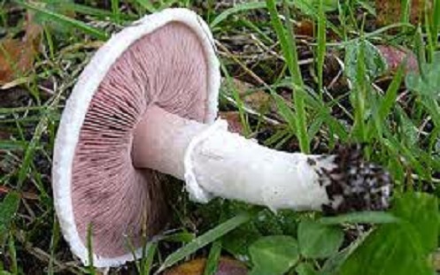Agaric champêtre.jpg