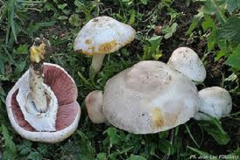 agaric jaunissant.jpg