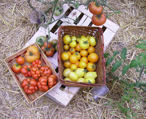 dans un panier : Hillbilly PL, Edouard et Voyage<br />dans l'autre panier : Golden Bison, Orange "inconnue" (en fait variété non conforme), et les Téton de Vénus Jaune de Droop
