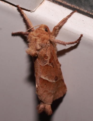 Papillon de nuit