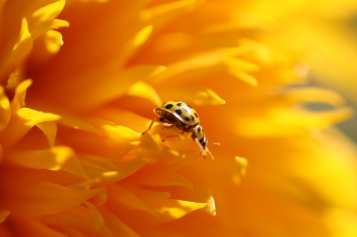 Coccinelle jaune