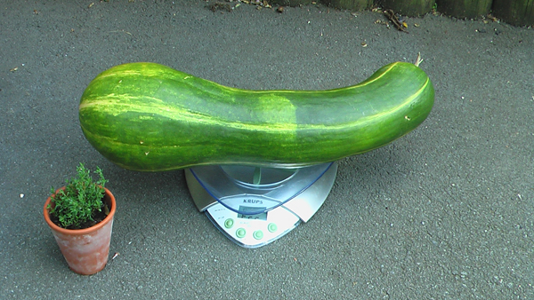 Courge