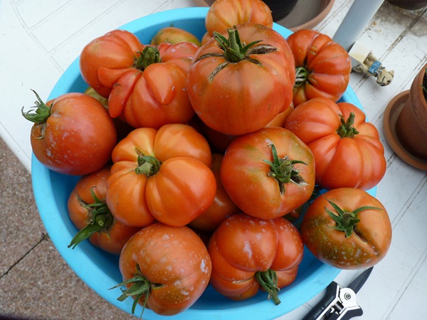 récolte de tomates