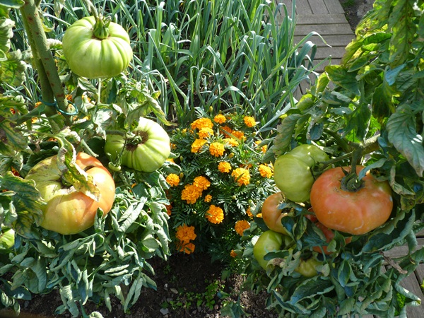 pied de tomates supersteak
