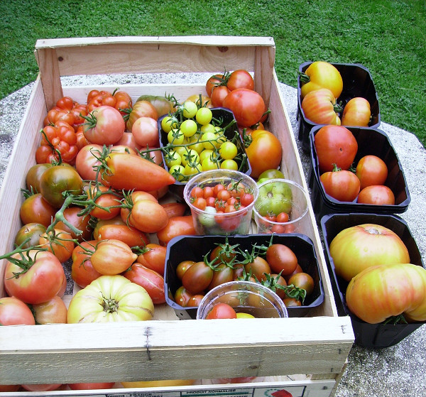 Voyage - Black Sea Man - Marbonne - Grushovka - Lollipop et Aunt Ruby's Yellow - Orange Polonaise - Kardinal Tshyornyi - Jersery Devil - Petit Moineau - Lime Green - Matt's Wild Cherry - Canabec Super - Big White Pink Stripes (BWPS) - Prune Noire - Nebraska Wedding - Altajsky Urozajnij - Burracker's Favorite