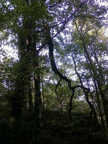 Cuy branche.jpg