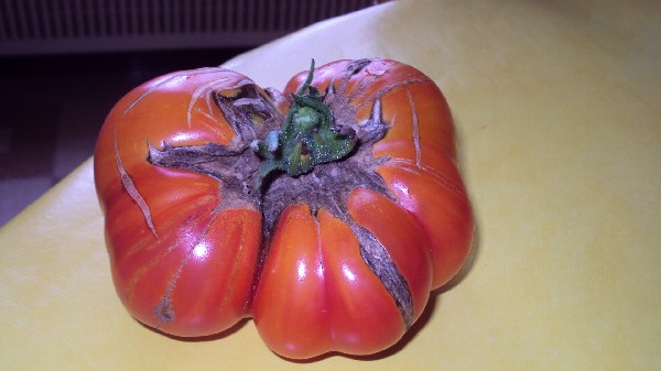 Ananas_PL_190910_1.JPG
