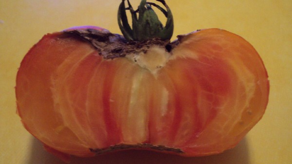 Ananas_PL_190910_3.JPG