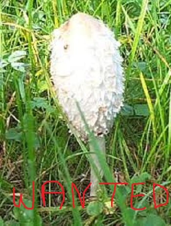 COPRIN WANTED.jpg