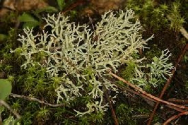 lichen cladonia rangiforma 01.jpg