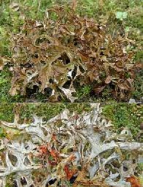lichen umbilacria islandica.jpg