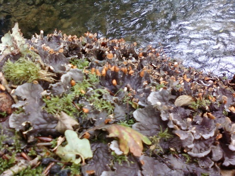 Peltigera polydactyla 01.jpg