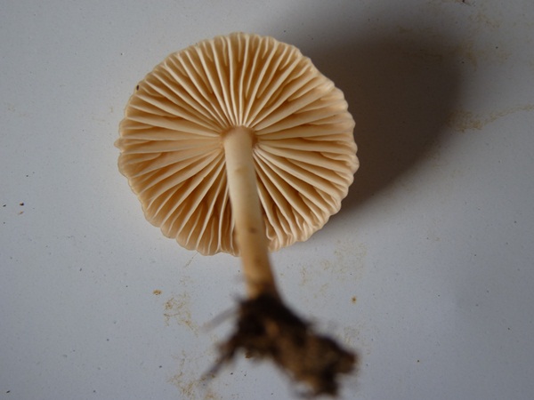 champignon FAUX MOUSSERONS