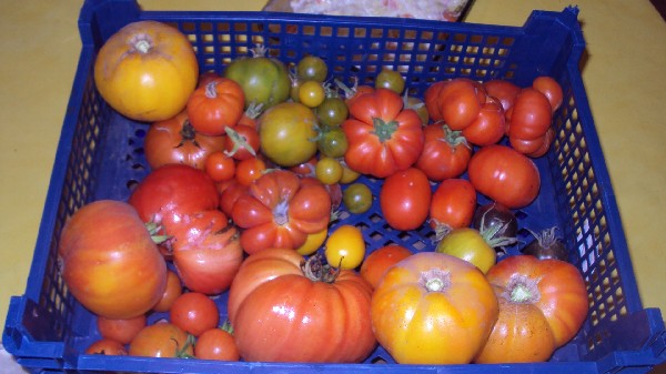 récolte_260910.JPG
