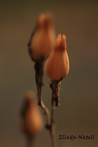 c_0011.JPG