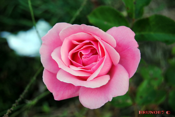 DSC_0010.jpg