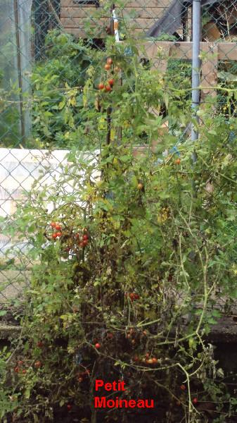 Petit Moineau_ext_041010.JPG