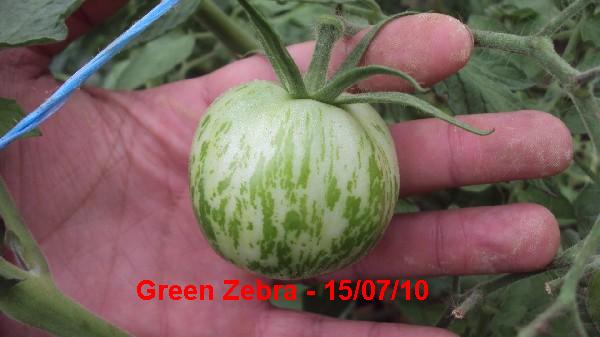 Green Zebra_150710.JPG
