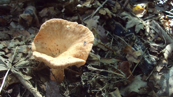 DSC02745.JPG