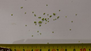 P1050076 [320x200].JPG