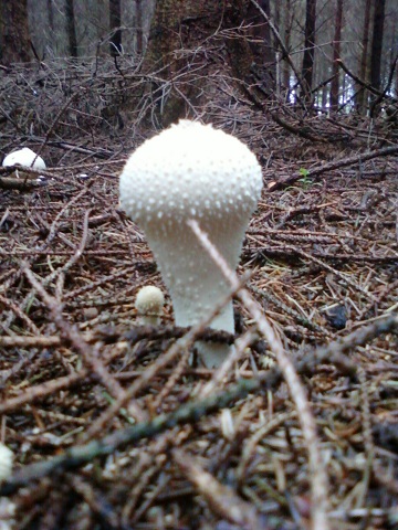 Lycoperdon perriforme 28092010.jpg