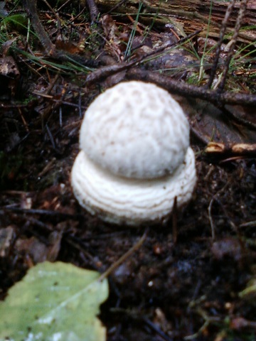 Amanite épineuse.jpg