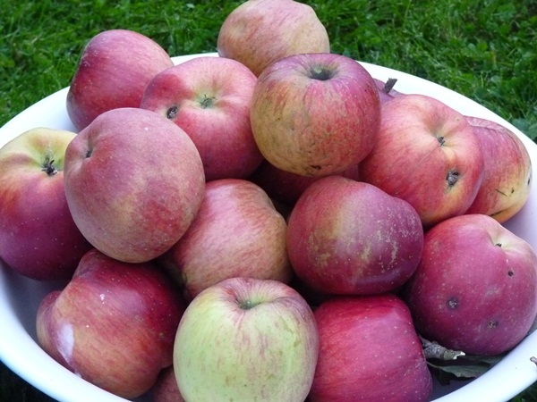 pommes Melrose