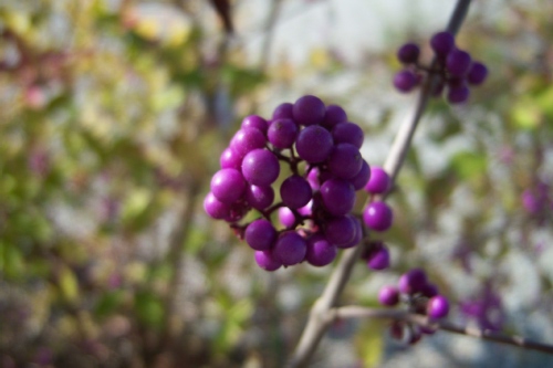 Callicarpa bodinieri