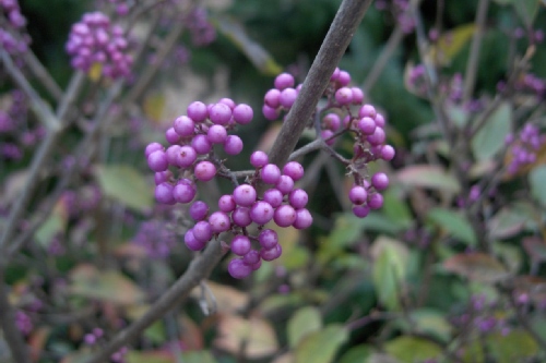 Callicarpa bodinieri 'Profusion'