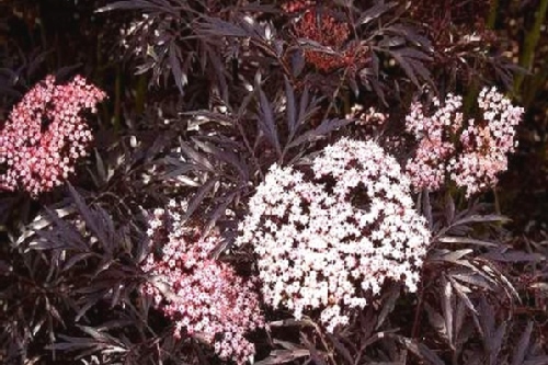 Sambucus nigra 'Black Lace'