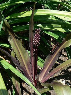 Eucomis-sparkling-burgundy.jpg
