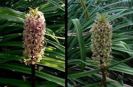 EUCOMIS2.jpg