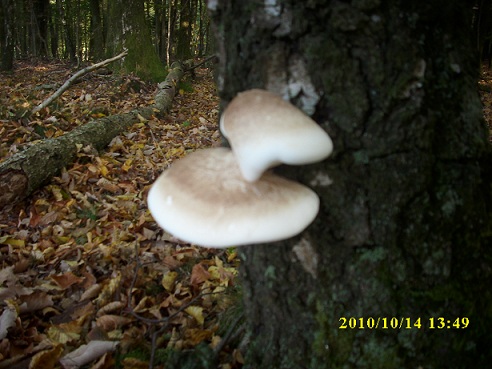 Polypore blanc 14102010.JPG