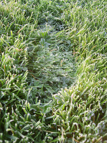 herbe_gelee.jpg