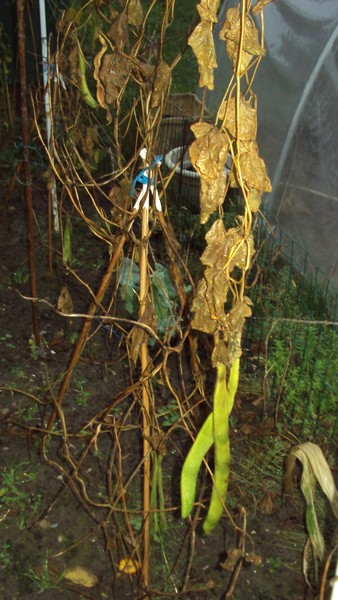 DSC02826.JPG