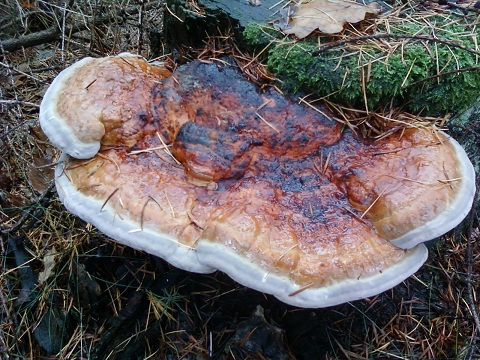 Polypore versicolore 07112010.jpg
