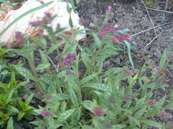pulmonaire Raspberry Splash