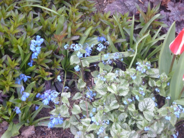 Brunnera Jack Prost