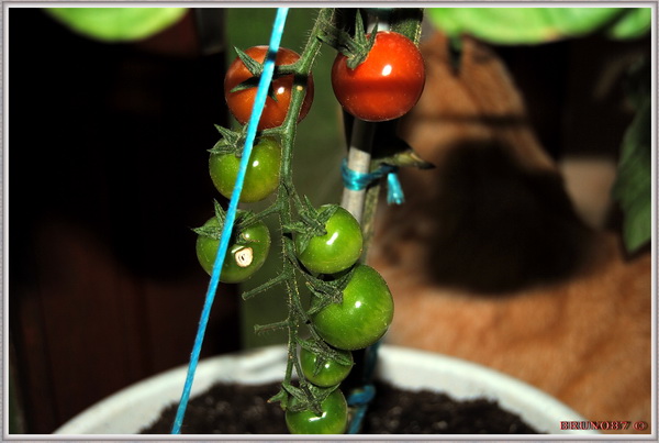 Pied de tomate Novembre 2010 1b.JPG