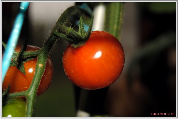 Pied de tomate Novembre 2010 6b.JPG