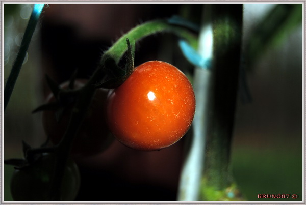 Pied de tomate Novembre 2010 7b.JPG