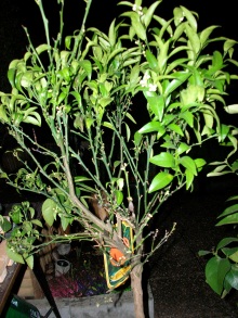 clementin.jpg